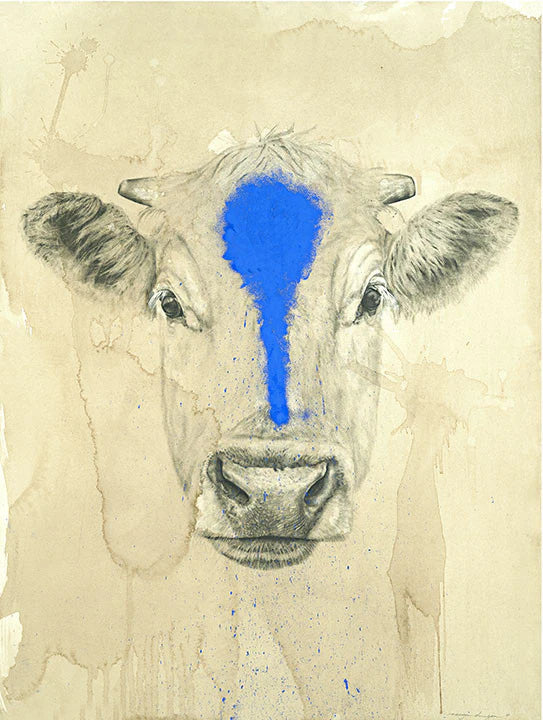 Framed Blue Cow Print- 30 x 40