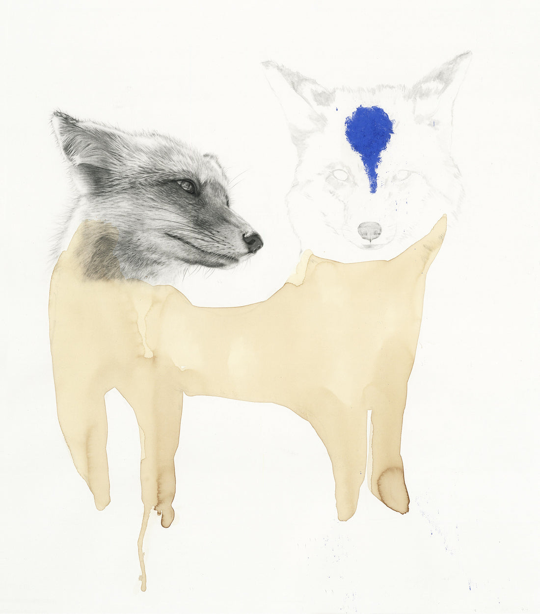 Foxes